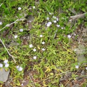 Veronica gracilis at Carwoola, NSW - suppressed