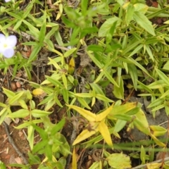 Veronica gracilis at Carwoola, NSW - suppressed