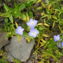 Veronica gracilis at Carwoola, NSW - suppressed