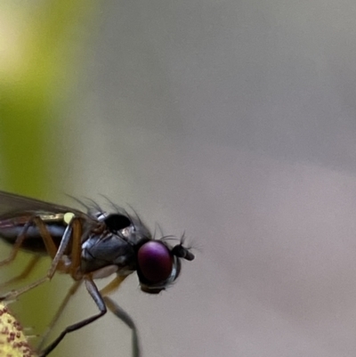 Hydrellia sp. (genus) (Lawn or Pasture Fly) at Stromlo, ACT - 6 Nov 2021 by AJB