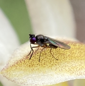 Hydrellia sp. (genus) at Stromlo, ACT - suppressed