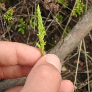 Microtis parviflora at Carwoola, NSW - suppressed