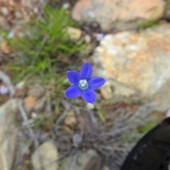 Wahlenbergia sp. (Bluebell) at Carwoola, NSW - 7 Nov 2021 by Liam.m