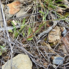 Wahlenbergia sp. at Carwoola, NSW - suppressed