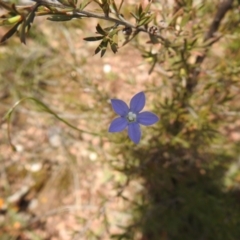 Wahlenbergia stricta subsp. stricta (Tall Bluebell) at Carwoola, NSW - 7 Nov 2021 by Liam.m