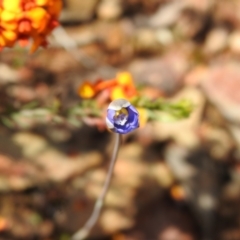 Thelymitra sp. (A Sun Orchid) at Carwoola, NSW - 7 Nov 2021 by Liam.m