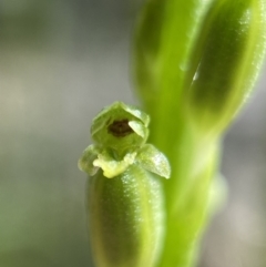 Microtis unifolia (Common onion orchid) at Isaacs, ACT - 7 Nov 2021 by AJB