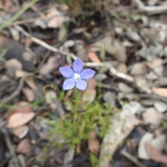 Wahlenbergia capillaris (Tufted Bluebell) at Carwoola, NSW - 7 Nov 2021 by Liam.m