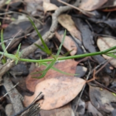 Wahlenbergia sp. at Carwoola, NSW - 7 Nov 2021