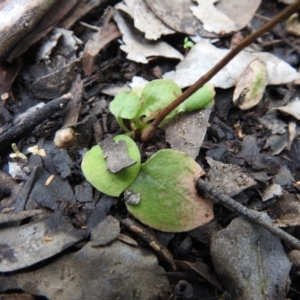 Pterostylidinae (greenhood alliance) at Carwoola, NSW - suppressed