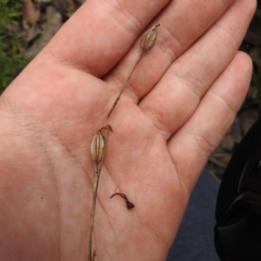 Pterostylidinae (greenhood alliance) at Carwoola, NSW - suppressed