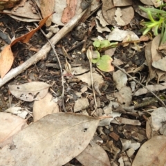 Pterostylidinae (greenhood alliance) at Carwoola, NSW - 7 Nov 2021
