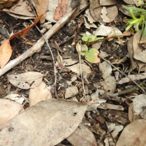 Pterostylidinae (greenhood alliance) at Carwoola, NSW - suppressed