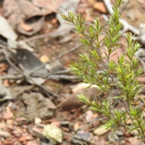 Xanthagrion erythroneurum at Carwoola, NSW - suppressed