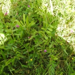 Vicia sativa (Common Vetch) at Carwoola, NSW - 7 Nov 2021 by Liam.m