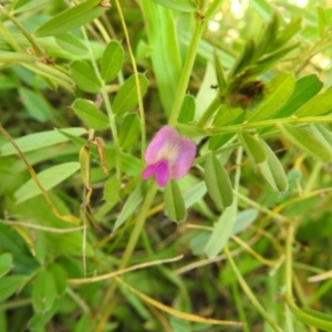 Vicia sativa at Carwoola, NSW - suppressed