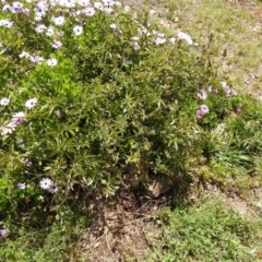 Passiflora caerulea (Blue Passionflower) at Carwoola, NSW - 7 Nov 2021 by Liam.m