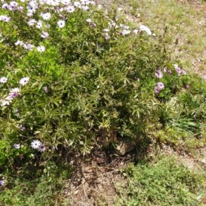 Passiflora caerulea at Carwoola, NSW - 7 Nov 2021