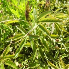 Passiflora caerulea at Carwoola, NSW - 7 Nov 2021