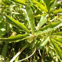 Passiflora caerulea at Carwoola, NSW - 7 Nov 2021