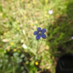 Wahlenbergia sp. (Bluebell) at Carwoola, NSW - 7 Nov 2021 by Liam.m