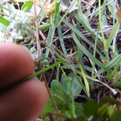 Wahlenbergia sp. at Carwoola, NSW - 7 Nov 2021