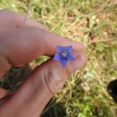 Wahlenbergia sp. (Bluebell) at Carwoola, NSW - 7 Nov 2021 by Liam.m