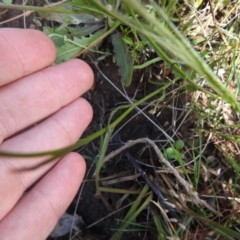 Wahlenbergia sp. at Carwoola, NSW - 7 Nov 2021