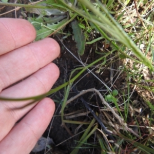 Wahlenbergia sp. at Carwoola, NSW - 7 Nov 2021