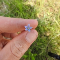 Wahlenbergia luteola (Yellowish Bluebell) at Carwoola, NSW - 7 Nov 2021 by Liam.m