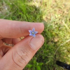 Wahlenbergia luteola at Carwoola, NSW - suppressed