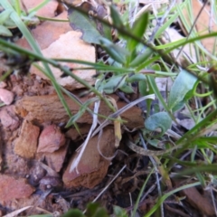 Wahlenbergia luteola at Carwoola, NSW - 7 Nov 2021
