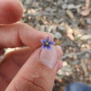 Wahlenbergia luteola at Carwoola, NSW - 7 Nov 2021