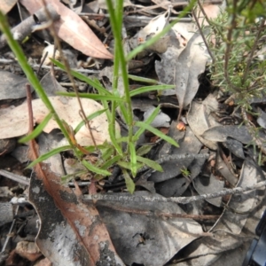 Wahlenbergia luteola at Carwoola, NSW - 7 Nov 2021