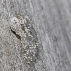 Anestia (genus) (A tiger moth) at Scullin, ACT - 31 Oct 2021 by AlisonMilton