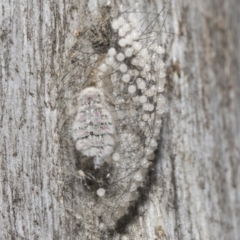 Anestia (genus) at Scullin, ACT - 31 Oct 2021 01:14 PM