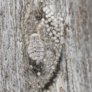 Anestia (genus) at Scullin, ACT - 31 Oct 2021