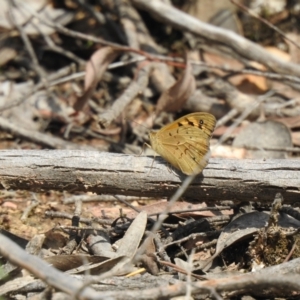 Heteronympha merope at Carwoola, NSW - suppressed