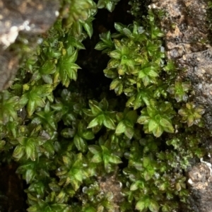 Syntrichia sp. (genus) at Parkes, ACT - 7 Nov 2021