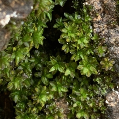 Syntrichia sp. (genus) (A moss) at Mount Ainslie to Black Mountain - 7 Nov 2021 by JanetRussell