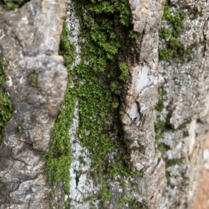 Syntrichia sp. (genus) at Parkes, ACT - 7 Nov 2021