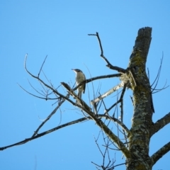 Acanthagenys rufogularis (Spiny-cheeked Honeyeater) at Stony Creek - 7 Nov 2021 by Ct1000