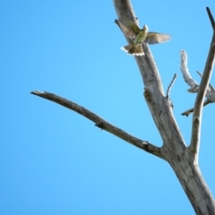 Acanthagenys rufogularis at Strathnairn, ACT - 7 Nov 2021