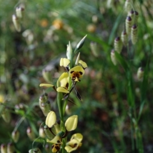 Diuris sulphurea at Garran, ACT - suppressed