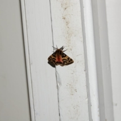 Ardices curvata (Crimson Tiger Moth) at Hughes, ACT - 6 Nov 2021 by Ct1000