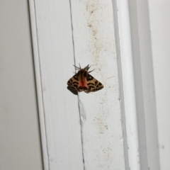 Spilosoma curvata (Crimson Tiger Moth) at Hughes, ACT - 6 Nov 2021 by Ct1000