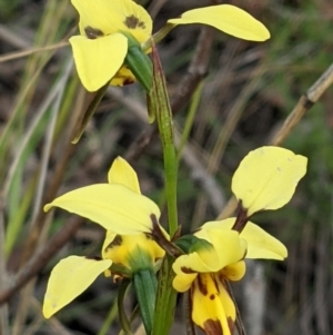 Diuris sulphurea at Acton, ACT - 7 Nov 2021