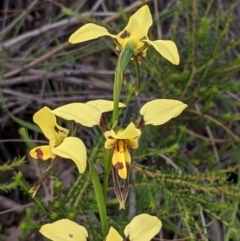 Diuris sulphurea at Acton, ACT - 7 Nov 2021