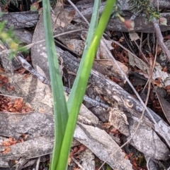 Diuris sulphurea at Acton, ACT - 7 Nov 2021