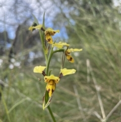 Diuris sulphurea (Tiger Orchid) at Mount Ainslie - 6 Nov 2021 by Rebeccaryanactgov